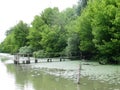 Old bridge in the swamp