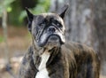 Old Brindle Boxer dog with gray muzzle Royalty Free Stock Photo