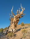 Old bristlecone pine tree Royalty Free Stock Photo