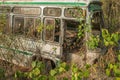 Old broken abandoned dirty white Indian buses overgrown with green ivy plants Royalty Free Stock Photo