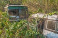 Old broken abandoned dirty white Indian buses overgrown with green ivy plants