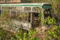 Old broken abandoned dirty white Indian buses overgrown with green ivy plants Royalty Free Stock Photo