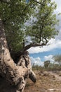 Old broken baobab tree between Tsumkwe and Khaudum National Park in northern Namibia Royalty Free Stock Photo