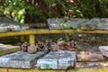 Old, broken bench in the park, decorated with cones