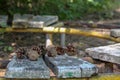 Old, broken bench in the park, decorated with cones