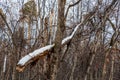 Old broken branchy brown tree with white snow and is in a forest in autumn against the blue sky background Royalty Free Stock Photo