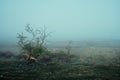 Old broken bush on a field covered with dense fog