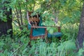 Old broken chair stands alone in a thicket of green forest