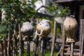 Old broken clay pots and jugs hanging on wooden hedge or wicker fence. Ukrainian ethnic crockery, traditional culture of Ukraine Royalty Free Stock Photo