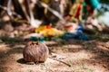 Old broken coconut under tree