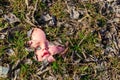 Old broken doll face in leaves on ground Royalty Free Stock Photo