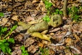 Old broken doll in forest Royalty Free Stock Photo
