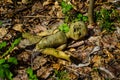 Old broken doll in forest Royalty Free Stock Photo