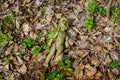 Old broken doll in forest Royalty Free Stock Photo