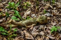 Old broken doll in forest Royalty Free Stock Photo