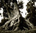 Old broken, but fruit-bearing olive in the Italian Apulia