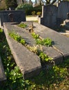 Old broken grave taken over by nature in the sun