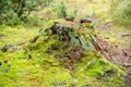 Old broken mossy tree stump Royalty Free Stock Photo