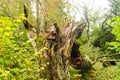 Old broken oak tree trunk stump laying in forest Royalty Free Stock Photo