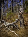 Old Broken Oak Tree Trunks on the Oak Tree Hill with Brown Grasses