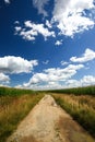 Old broken path between fields with corn Royalty Free Stock Photo