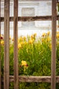 Old broken picket fence in rural garden. Yellow iris flowers and white house in blurred background Royalty Free Stock Photo