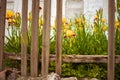 Old broken picket fence. Yellow iris flowers and white rural house in blurred background Royalty Free Stock Photo