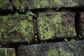 Old Broken Red Brick Wall with Green Moss Royalty Free Stock Photo