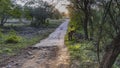 An old broken road for safari in the jungle. Royalty Free Stock Photo