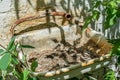 Old broken rusted sink in the forest in Ukraine