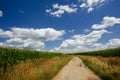 Old broken sand path between fields with corn Royalty Free Stock Photo