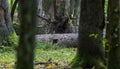 Old broken spruce log lying in background