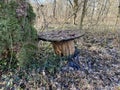 Old broken table in the garden Royalty Free Stock Photo