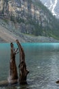 Old broken tree bark sticking out of a turquoise lake in Banff Royalty Free Stock Photo