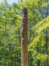 Old broken tree with polypores Royalty Free Stock Photo