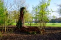 Old broken tree standing in a park Rivierenhof - Deurne, Antwerp, Belgium