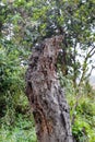 Old broken tree stump near the jungle close up shot Royalty Free Stock Photo