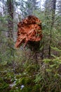 old broken tree trunk stump covered with moss in wet forest Royalty Free Stock Photo