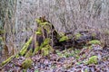 old broken tree trunk stump covered with moss in wet forest Royalty Free Stock Photo