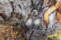 An old broken trunk of an apple tree Royalty Free Stock Photo