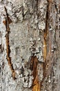 The old broken trunk of an apple tree is covered with lichen Royalty Free Stock Photo