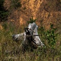 Old broken  white and grey tree trunk in a European forest. Country Latvia, Latgale forest Royalty Free Stock Photo