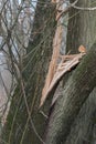 Old broken willow tree