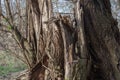 Old broken willow tree