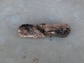 Old broken wood on cement floor Royalty Free Stock Photo