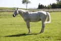 Old broodmare