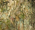 Brown beech tree bark with rough texture and green moss and lichen Royalty Free Stock Photo