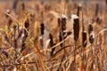 Old Brown Cattail Seed