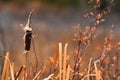 Old Brown Cattail Seed