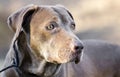 Senior Chocolate Labrador Retriever Dog Royalty Free Stock Photo